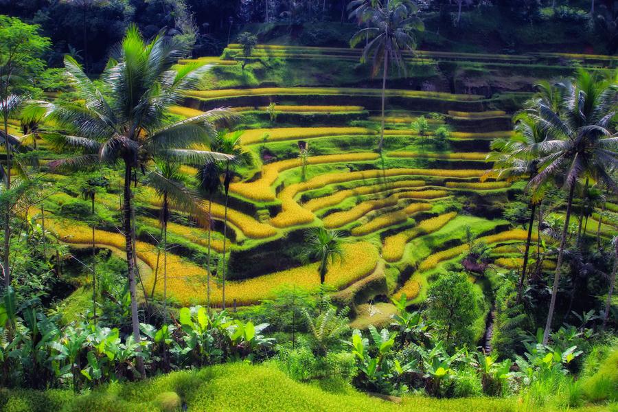 印度尼西亚乌布特色活动景点推荐及印度尼西亚自由行之乌布旅游攻略